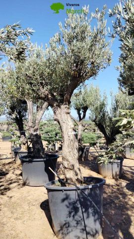OLEA EUROPAEA C160-280L 60/80 HT200/270