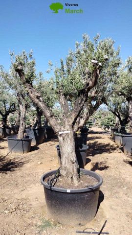 OLEA EUROPAEA C160-280L 60/80 HT200/270