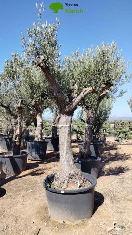 OLEA EUROPAEA C160-280L 60/80 HT200/270