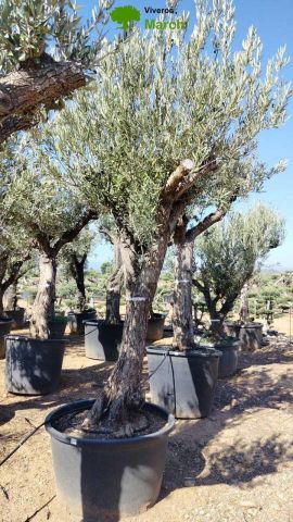 OLEA EUROPAEA C160-280L 60/80 HT200/270