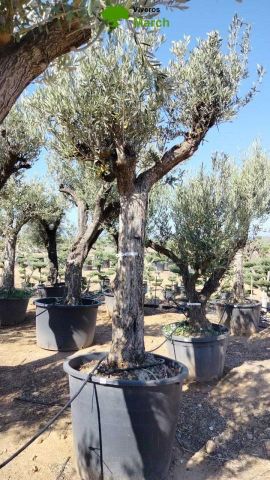 OLEA EUROPAEA C160-280L 60/80 HT200/270