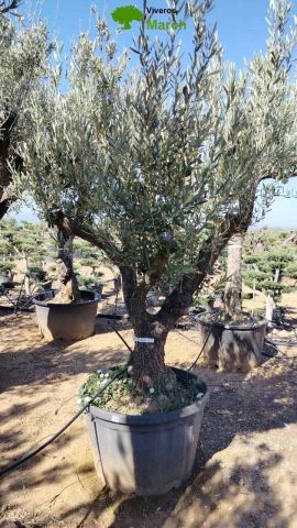 OLEA EUROPAEA C160-280L 60/80 HT200/270
