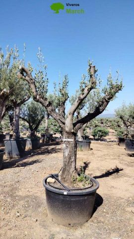 OLEA EUROPAEA C160-280L 60/80 HT200/270