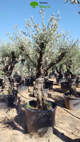 OLEA EUROPAEA C160-280L 60/80 HT200/270