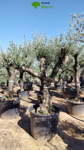 OLEA EUROPAEA C160-280L 60/80 HT200/270