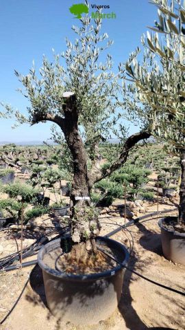 OLEA EUROPAEA C160-280L 60/80 HT200/270