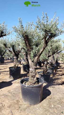 OLEA EUROPAEA C160-280L 60/80 HT200/270