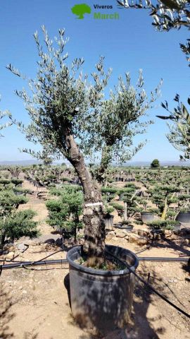 OLEA EUROPAEA C160-280L 60/80 HT200/270