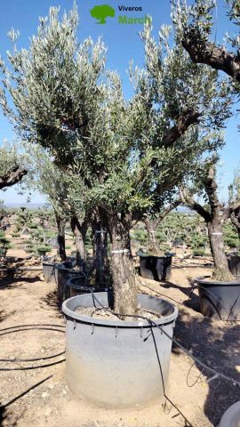 OLEA EUROPAEA C160-280L 60/80 HT200/270
