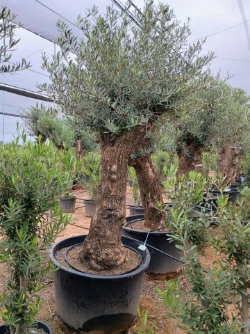 OLEA EUROPAEA C160-280L 60/80 HT180/200