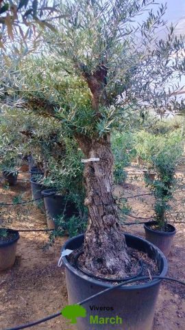 OLEA EUROPAEA C160-280L 60/80 HT180/200
