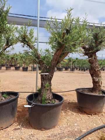 OLEA EUROPAEA C160-280L 60/80 HT180/200