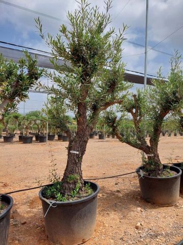 OLEA EUROPAEA C160-280L 60/80 HT180/200