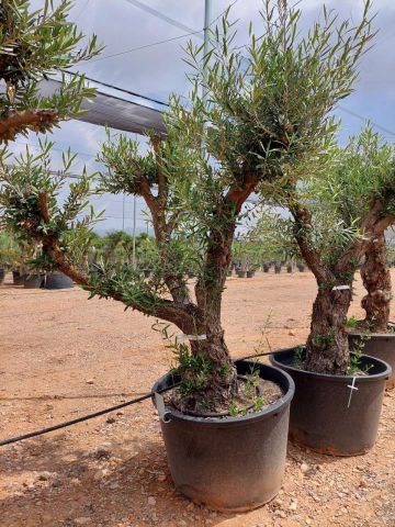 OLEA EUROPAEA C160-280L 60/80 HT180/200