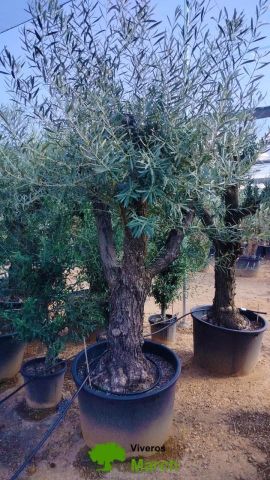 OLEA EUROPAEA C160-280L 60/80 HT180/200