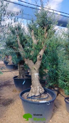 OLEA EUROPAEA C160-280L 60/80 HT180/200