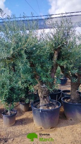 OLEA EUROPAEA C160-280L 60/80 HT180/200