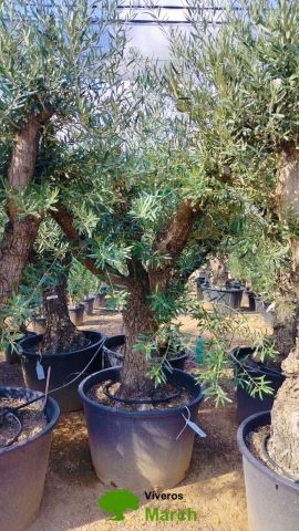 OLEA EUROPAEA C160-280L 60/80 HT180/200