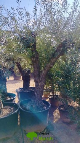 OLEA EUROPAEA C160-280L 60/80 HT180/200