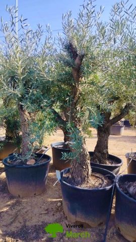 OLEA EUROPAEA C160-280L 60/80 HT180/200