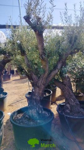 OLEA EUROPAEA C160-280L 60/80 HT180/200