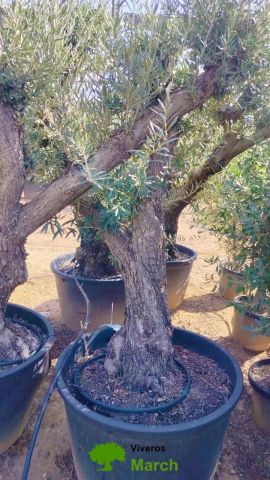 OLEA EUROPAEA C160-280L 60/80 HT180/200
