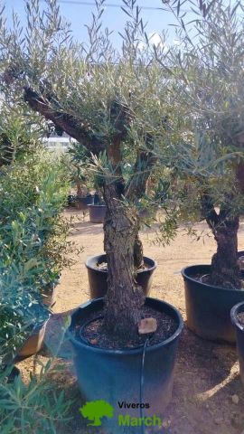 OLEA EUROPAEA C160-280L 60/80 HT180/200