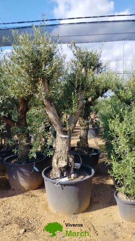 OLEA EUROPAEA C160-280L 60/80 HT180/200