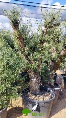 OLEA EUROPAEA C160-280L 60/80 HT180/200