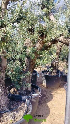 OLEA EUROPAEA C160-280L 60/80 HT180/200