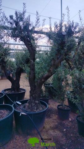 OLEA EUROPAEA C160-280L 60/80 HT180/200