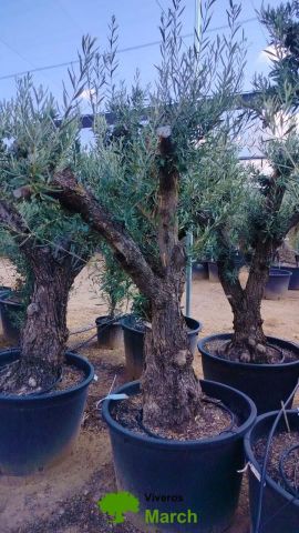 OLEA EUROPAEA C160-280L 60/80 HT180/200