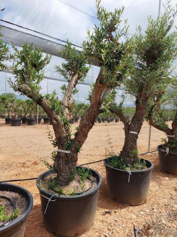 OLEA EUROPAEA C160-280L 60/80 HT180/200