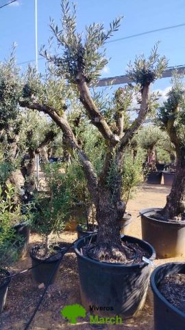 OLEA EUROPAEA C160-280L 60/80 HT180/200