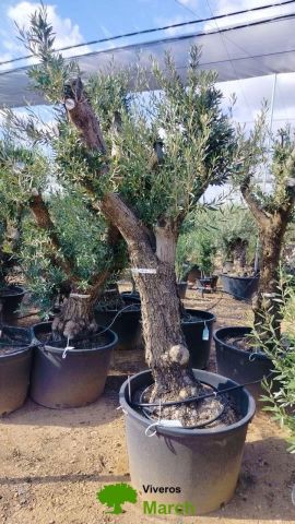 OLEA EUROPAEA C160-280L 60/80 HT180/200
