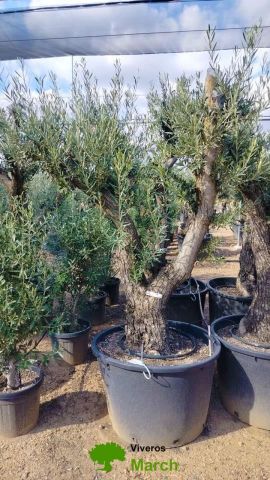 OLEA EUROPAEA C160-280L 60/80 HT180/200