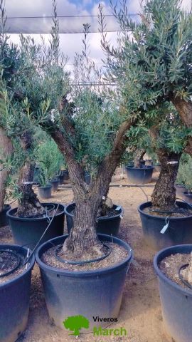 OLEA EUROPAEA C160-280L 60/80 HT180/200