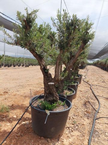 OLEA EUROPAEA C160-280L 60/80 HT180/200
