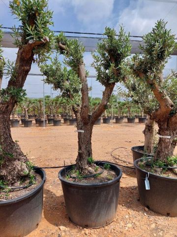 OLEA EUROPAEA C160-280L 60/80 HT180/200