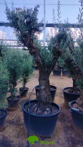 OLEA EUROPAEA C160-280L 60/80 HT180/200