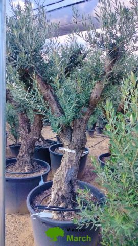 OLEA EUROPAEA C160-280L 60/80 HT180/200