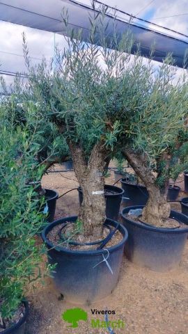 OLEA EUROPAEA C160-280L 60/80 HT180/200
