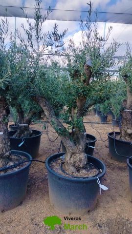 OLEA EUROPAEA C160-280L 60/80 HT180/200
