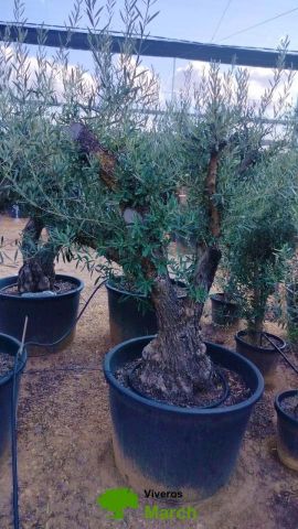 OLEA EUROPAEA C160-280L 60/80 HT180/200