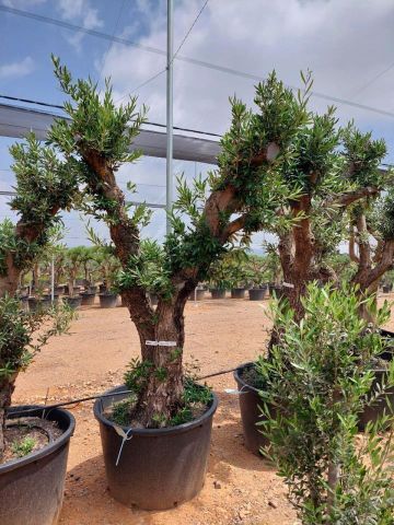 OLEA EUROPAEA C160-280L 60/80 HT180/200