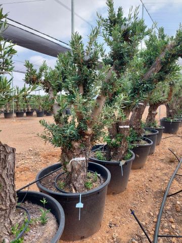 OLEA EUROPAEA C160-280L 60/80 HT180/200