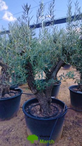 OLEA EUROPAEA C160-280L 60/80 HT180/200