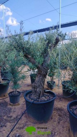 OLEA EUROPAEA C160-280L 60/80 HT180/200