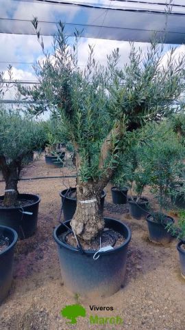 OLEA EUROPAEA C160-280L 60/80 HT180/200
