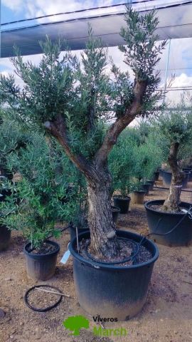 OLEA EUROPAEA C160-280L 60/80 HT180/200